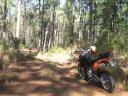 Out for a nice ride in the piney woods